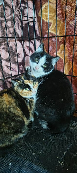 Kotka, kocurek i kotka szukają domu