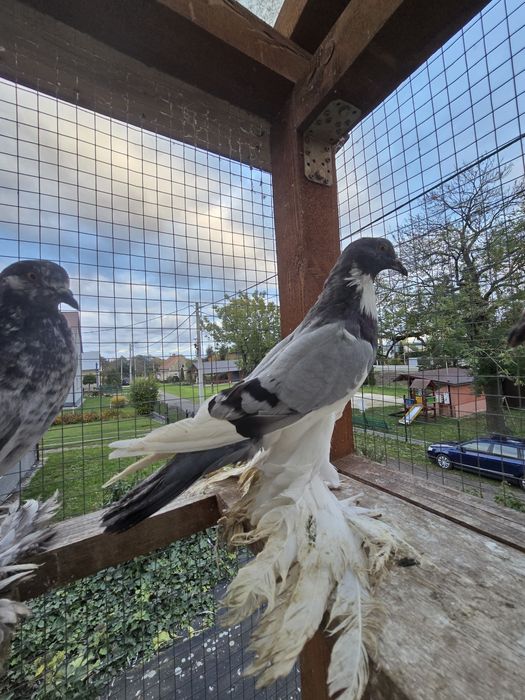 Garłacz Garłacze Pomorskie 25