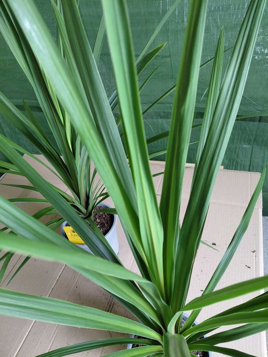 Kordylina, Cordyline 'In Peko' 80cm WYSYŁKA