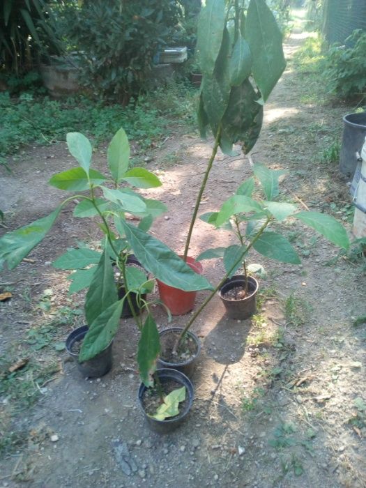Abacateiros em vaso