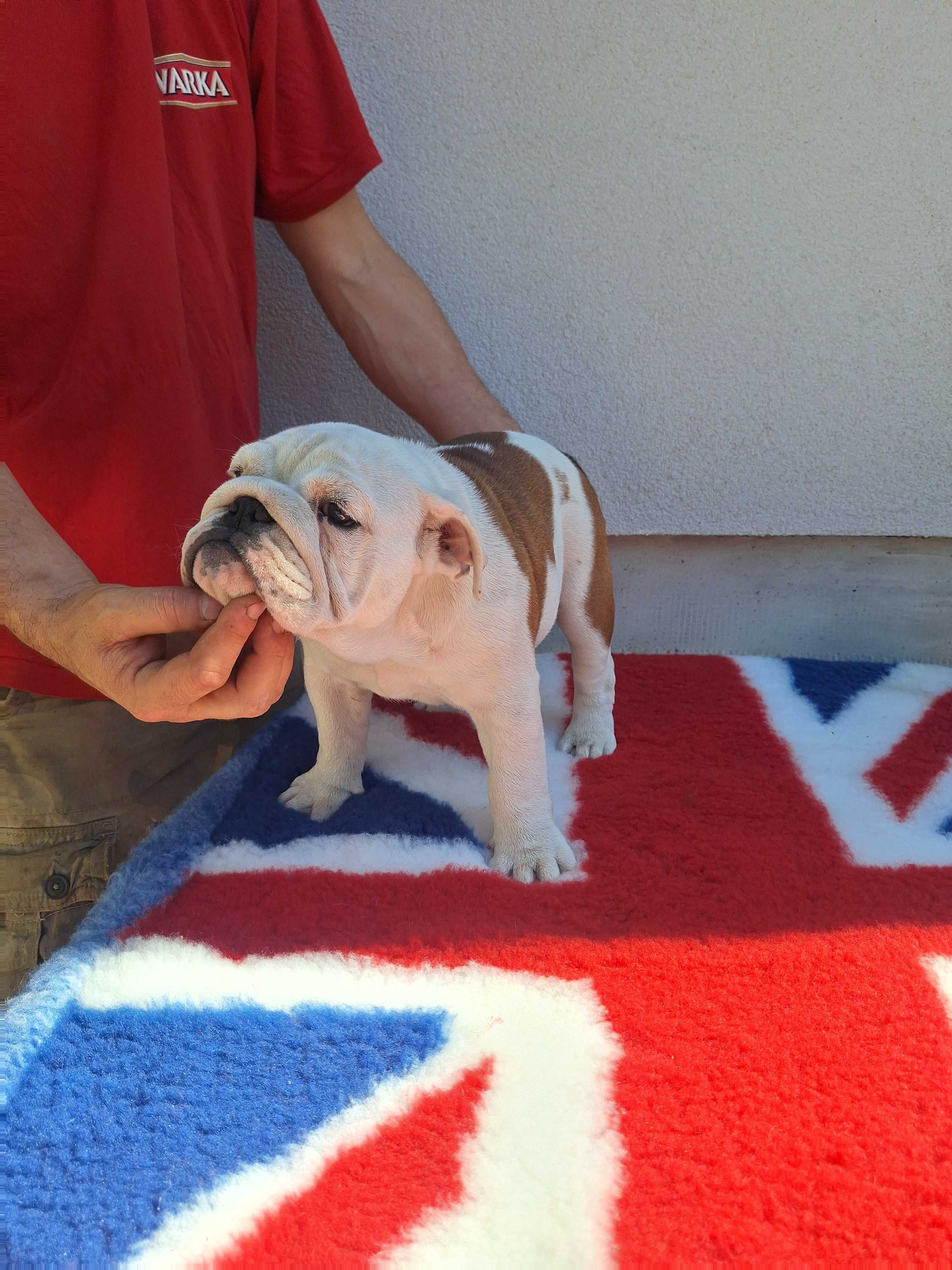 Buldog angielski Zkwp FCI bulldog buldozek