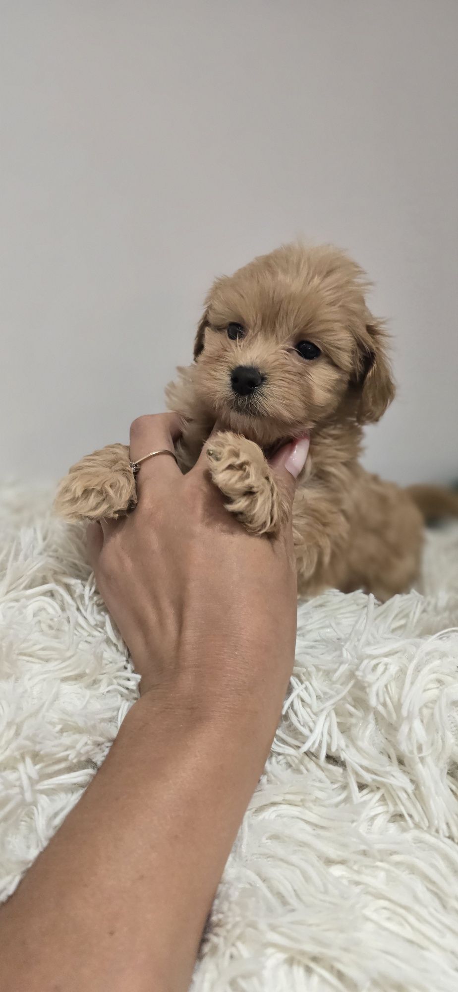 Maltipoo piesek red red-brown xxs