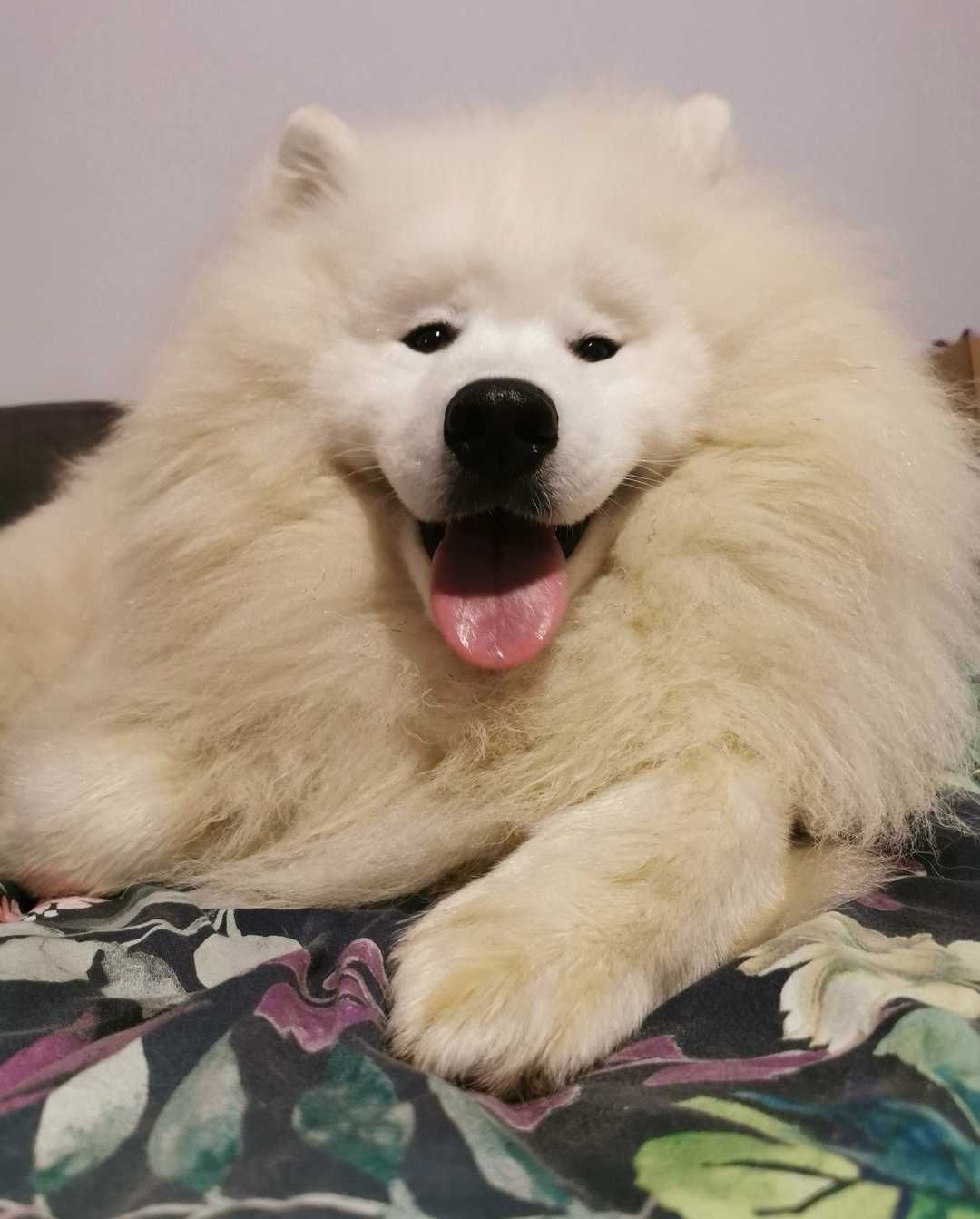 Samoyed z rodowodem szczenię chłopiec samiec samoyed piekny
