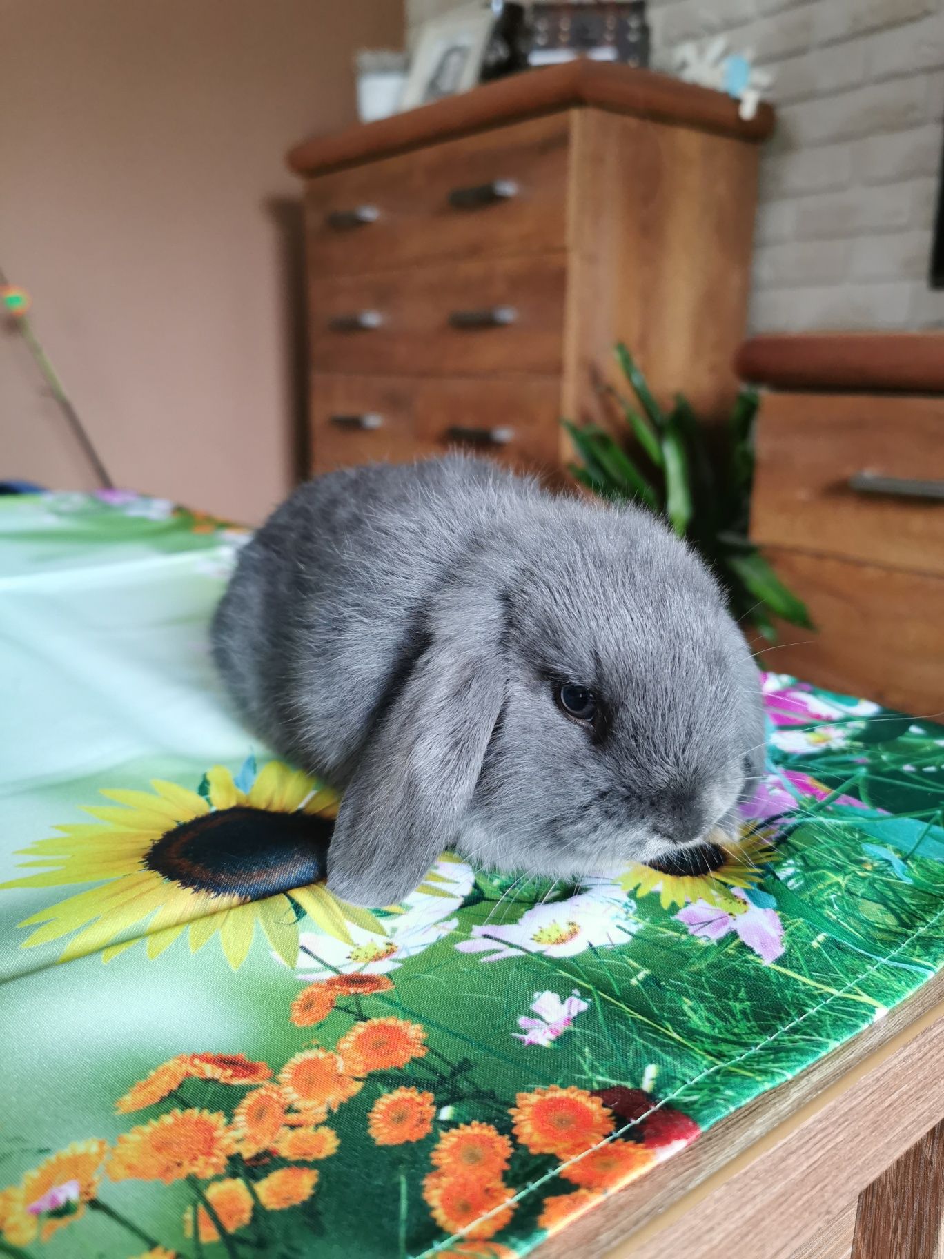 Mini lop.Baranek niebieski. Króliczki miniaturowe.