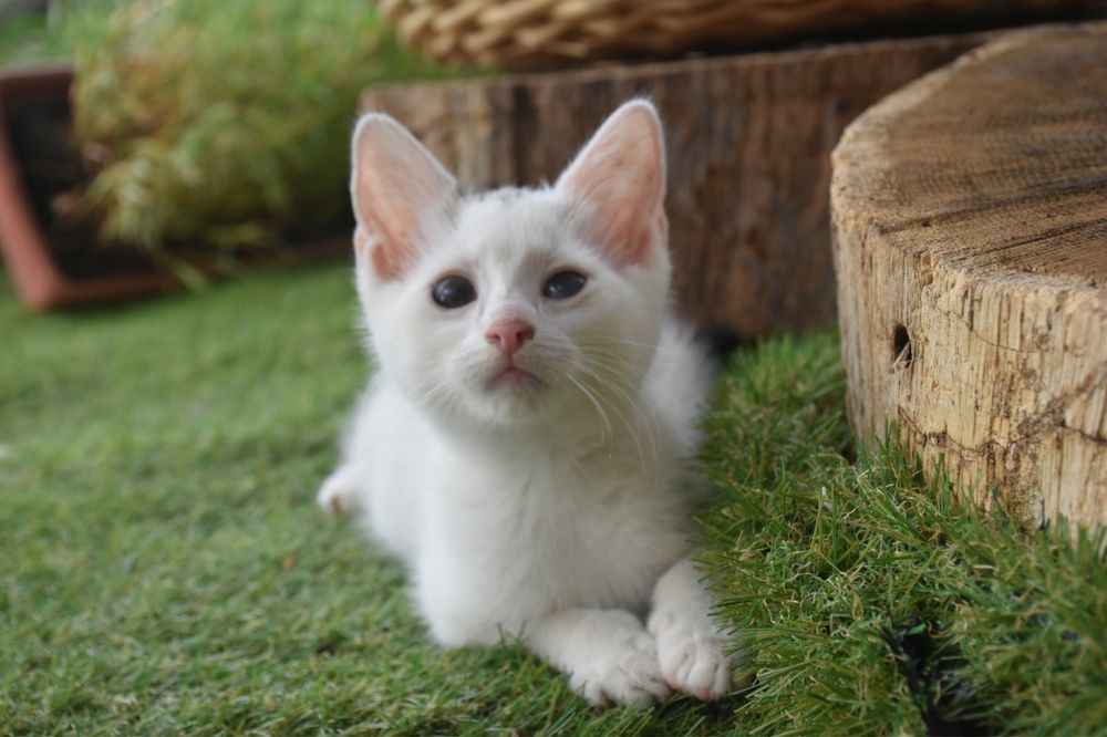Piękna biała kotunia szuka kochającego domu