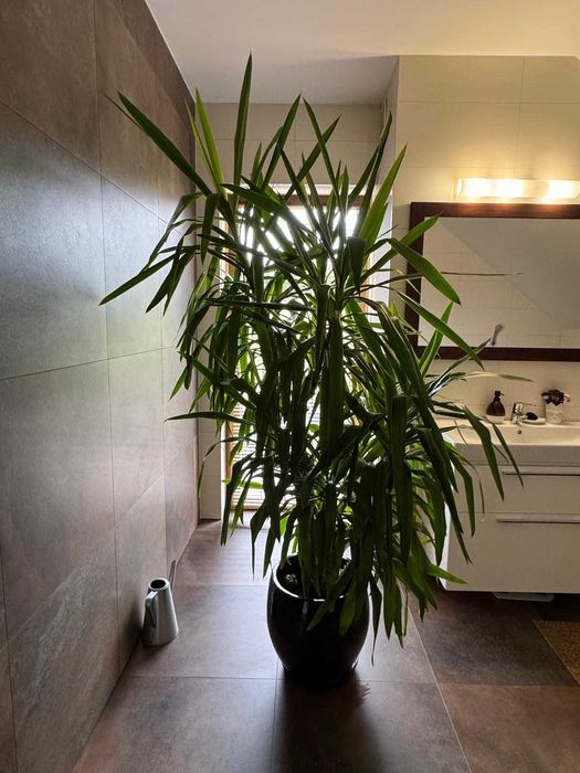 Roślina doniczkowa do domu