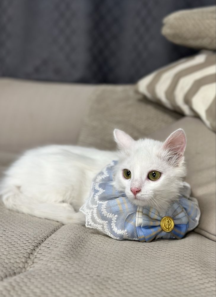 Котик в добрі ручки 5 місяців