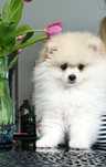 Szpic miniaturowy pomeranian**sunia**  5 miesięcy