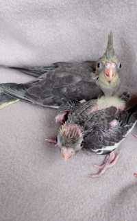 Młode papużki nimfy do rezerwacji