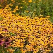 Rudbekia owłosiona, zestaw 2 doniczek P9 z sadzonkami