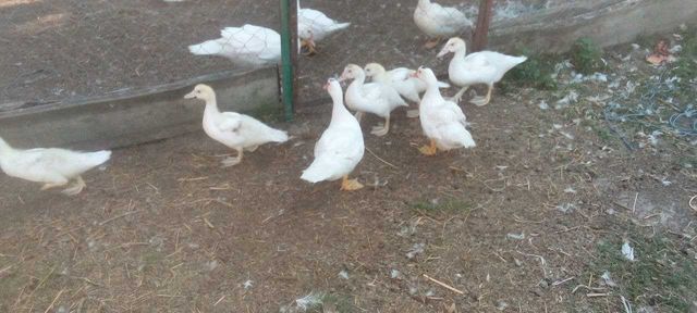 Продам породисті  індо качки білі