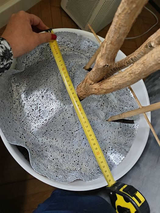 Duża dracena obrzeżona