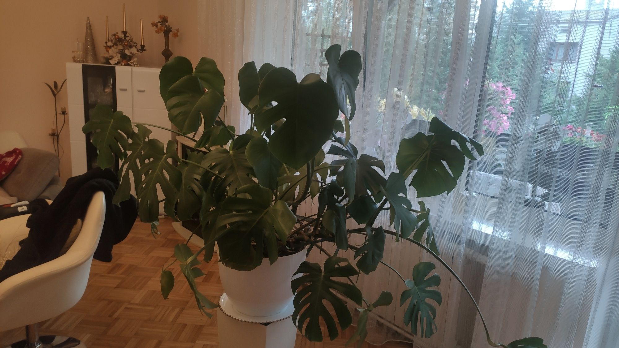 Duży Kwiat Monstera