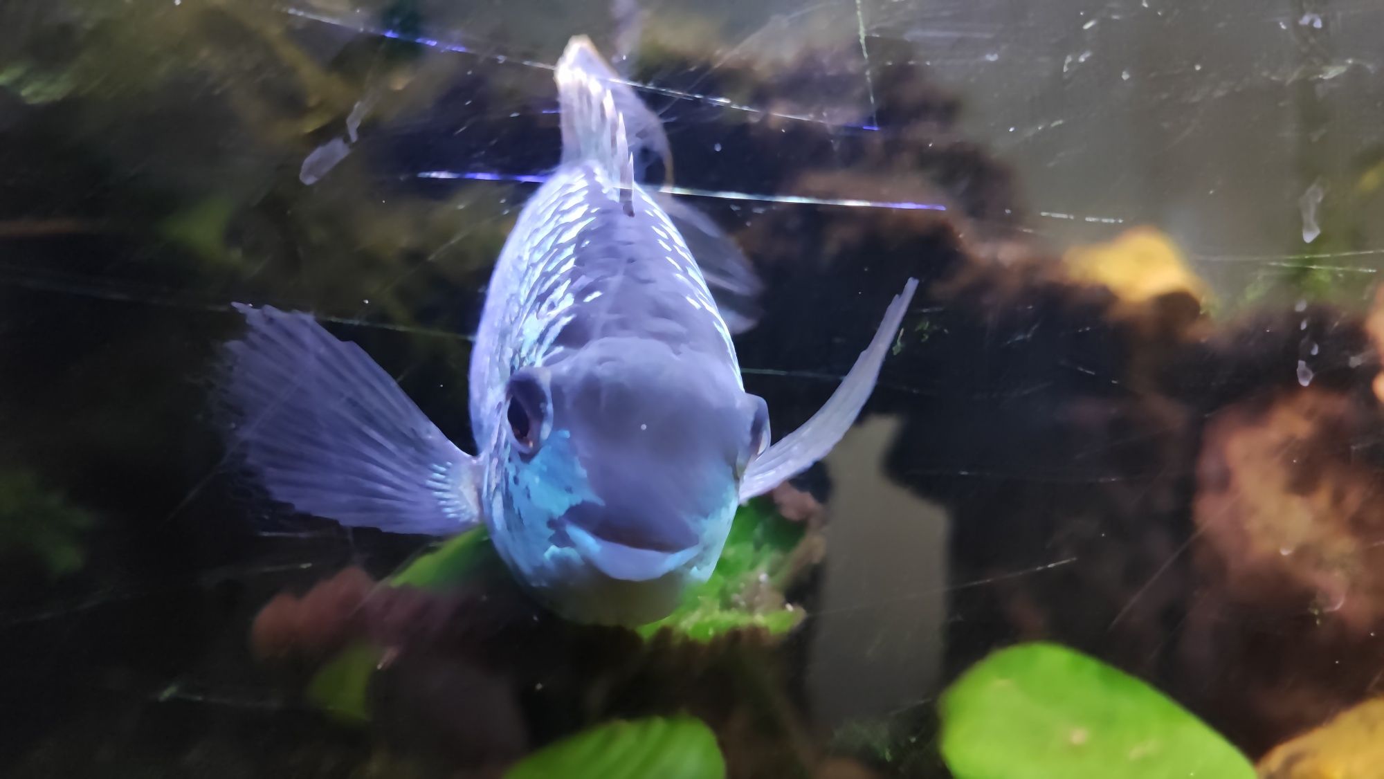 Para Akar Blue electric - dające potomstwo. Akara Blueelectric