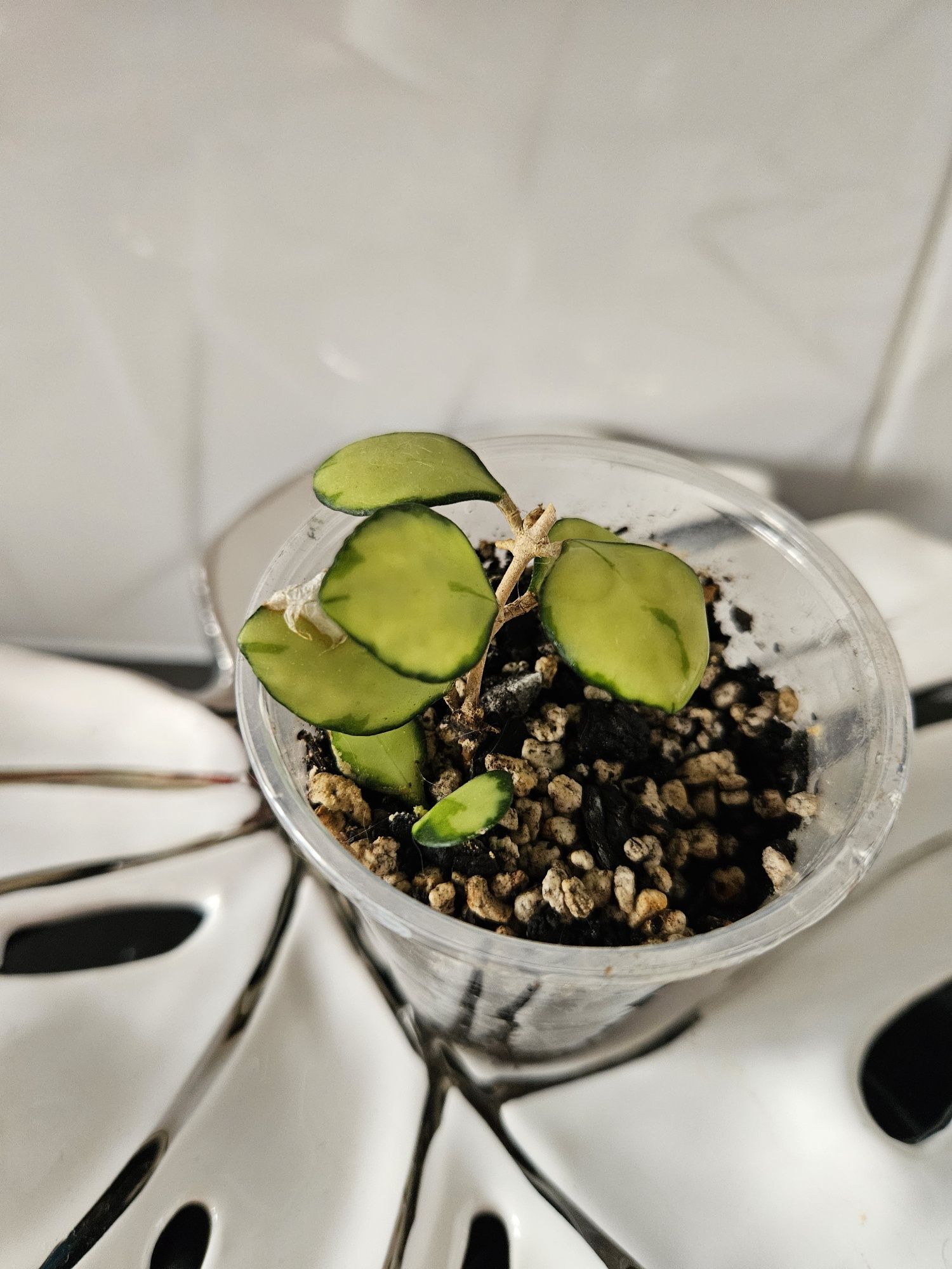 Hoya heuschkeliana variegata