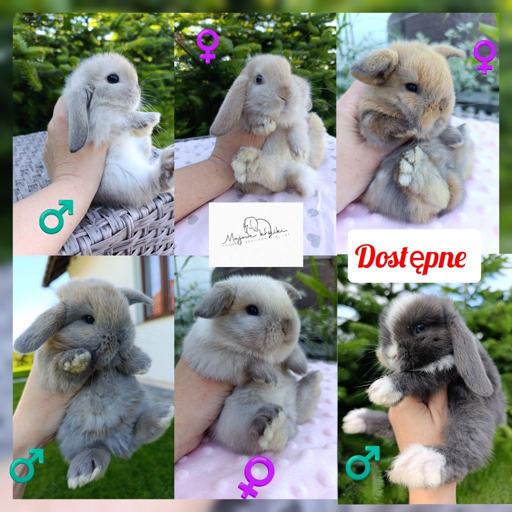 Królik króliczek mini lop hodowla zarejestrowana Top