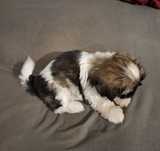 Szczeniak shih tzu