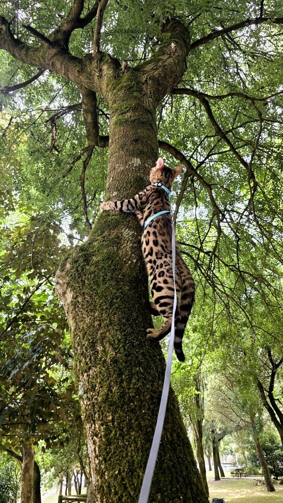Bengal femea Exelente exemplarl
