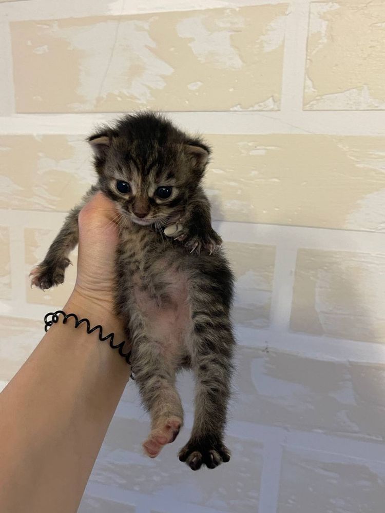 Отдадим котят в хорошие руки