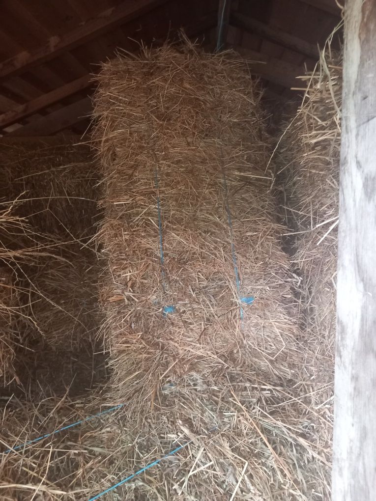 Vendo fardos de feno 5 euros cada negociavel