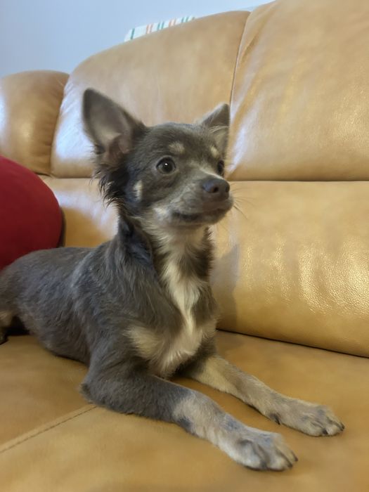 Chichuahua czekoladowy piesek