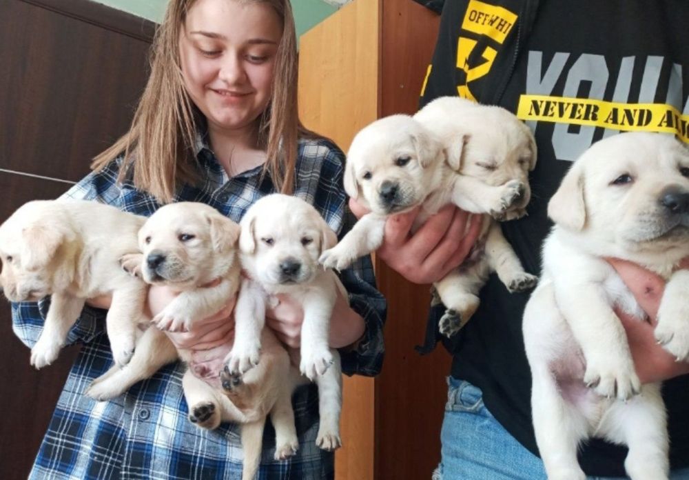 Білий Мішка Лабрадор Ретрівер цуценята з Документами Доставка Німечину