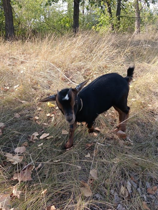 Продам камерунську кізочку