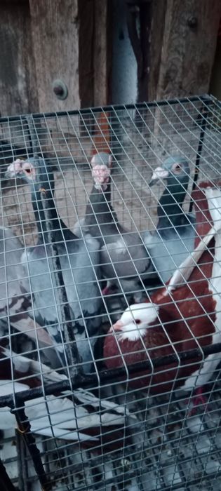 Gołębie kariery, garłacze, wiedyny