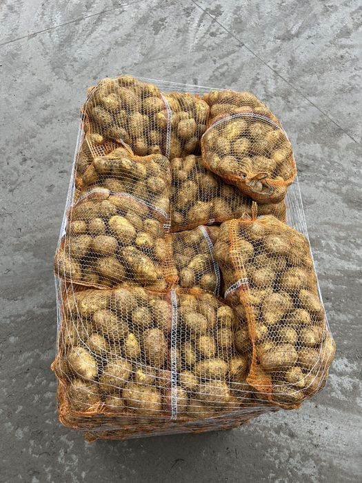 Ziemniaki jadalne