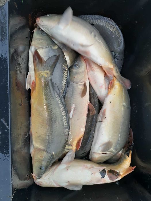 Karp Handlowy Gierałtowice