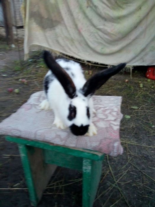 Домашні кролі