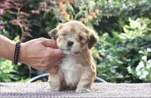 Piesek Lhasa Apso -przodek shi tzu , super pochodzenie-ZKwP