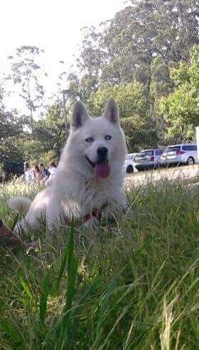 Husky pedigree lop