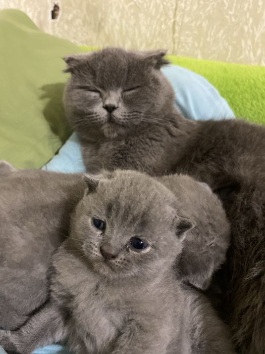 шотландський висловухий котшенята