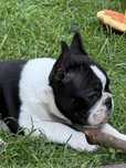 Boston terrier cudny chlopiec