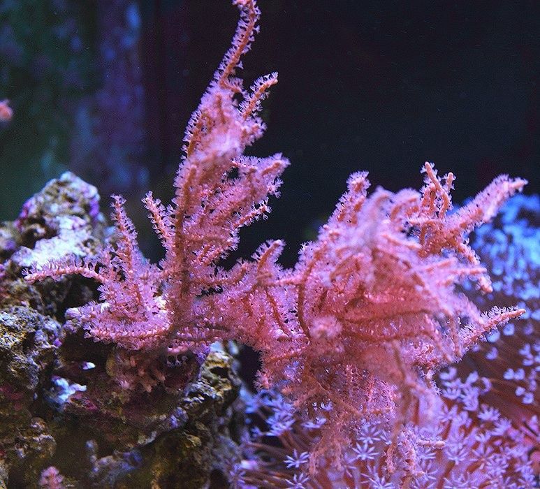 Pseudogorgonia Koralowca Olsztyn - akwarium morskie - korale miękkie