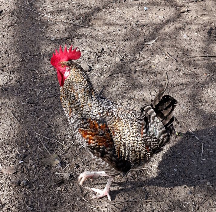 Galos garnizes macho para venda