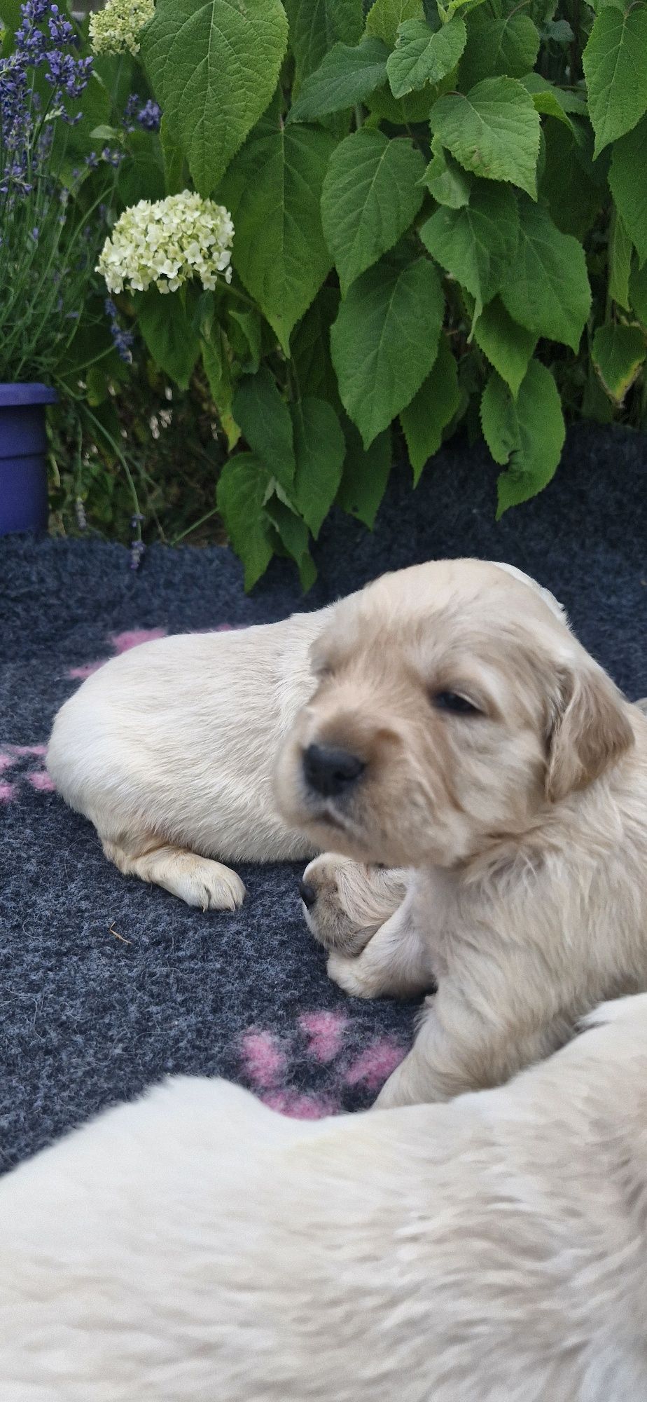 Golden Retriever FCI suczka zkwp