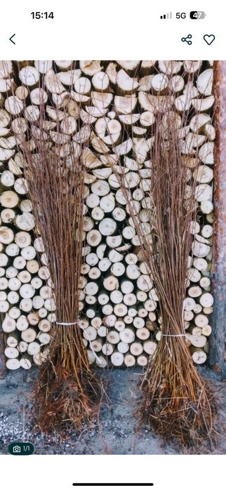 Sadzonki brzozy swierka  zapraszam