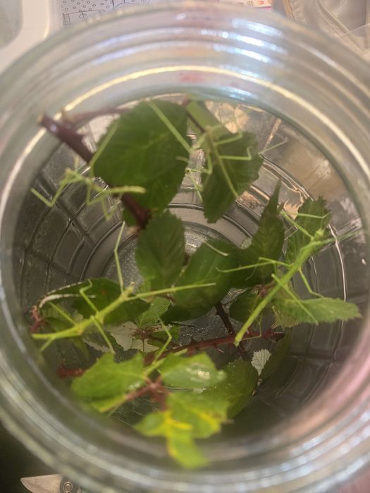 Patyczaki rogate i skrzydlate patyczak Strzelin