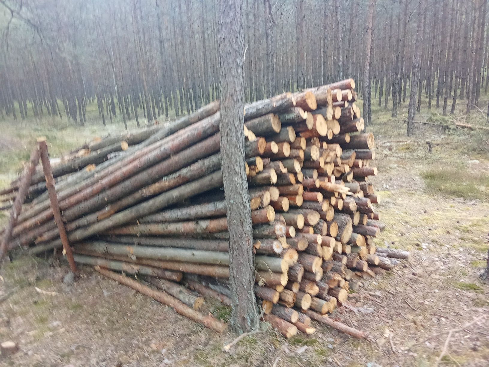 Drewno opałowe sosna