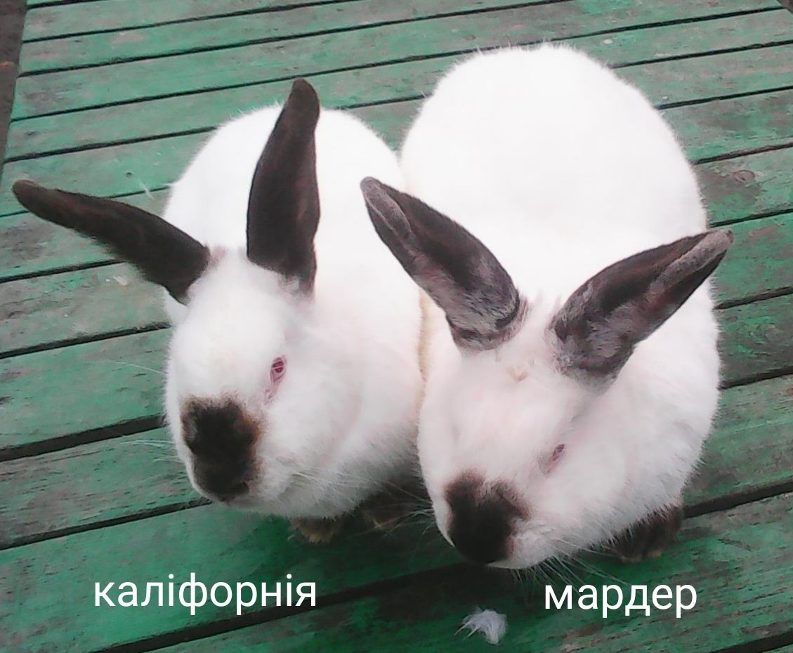 Кролики породисті