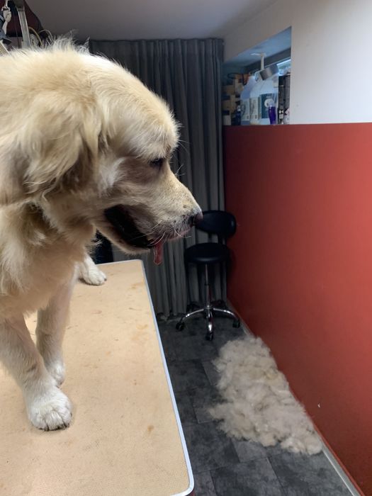 strzyżenie psów psi fryzjer ochojec katowice