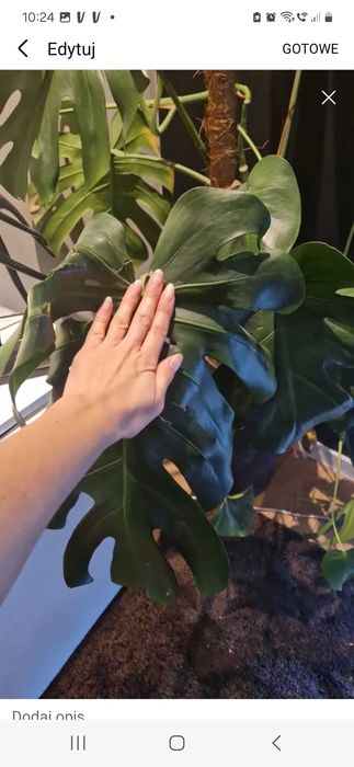 Roślina duża monstera