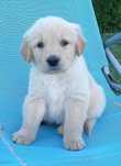 Golden Retriever Piesek