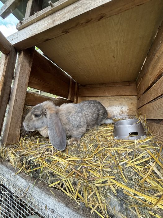 Królik rasy baran francuzki