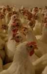 Kury Nioski Leghorny Leghorn 23 tyg z jajkiem
