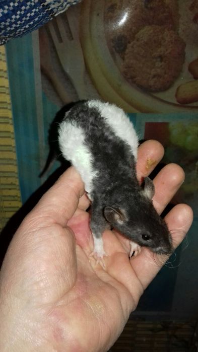 Ручные домашние крысята