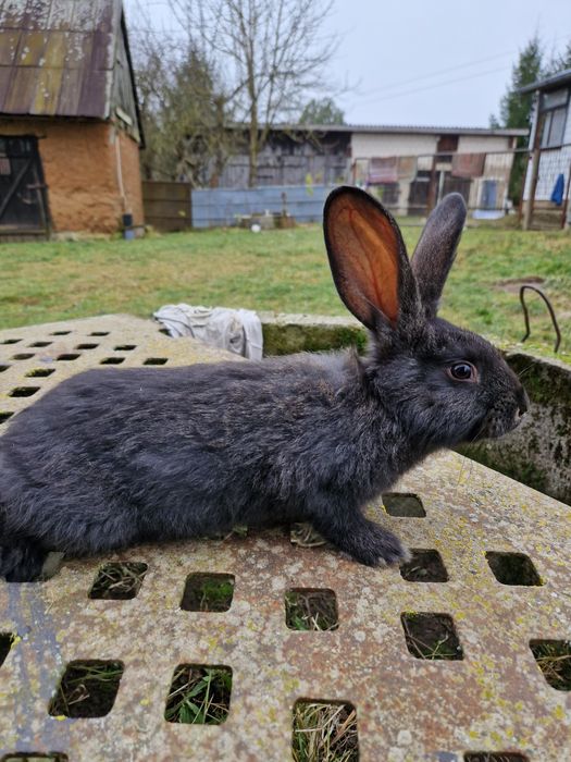 Olbrzym Belgijski Srokacz Niemiecki