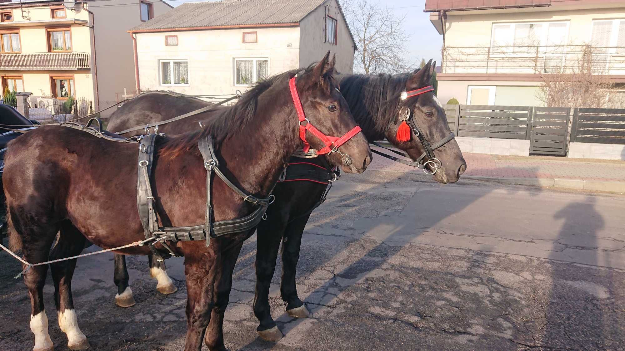 Konie rasy Śląskiej